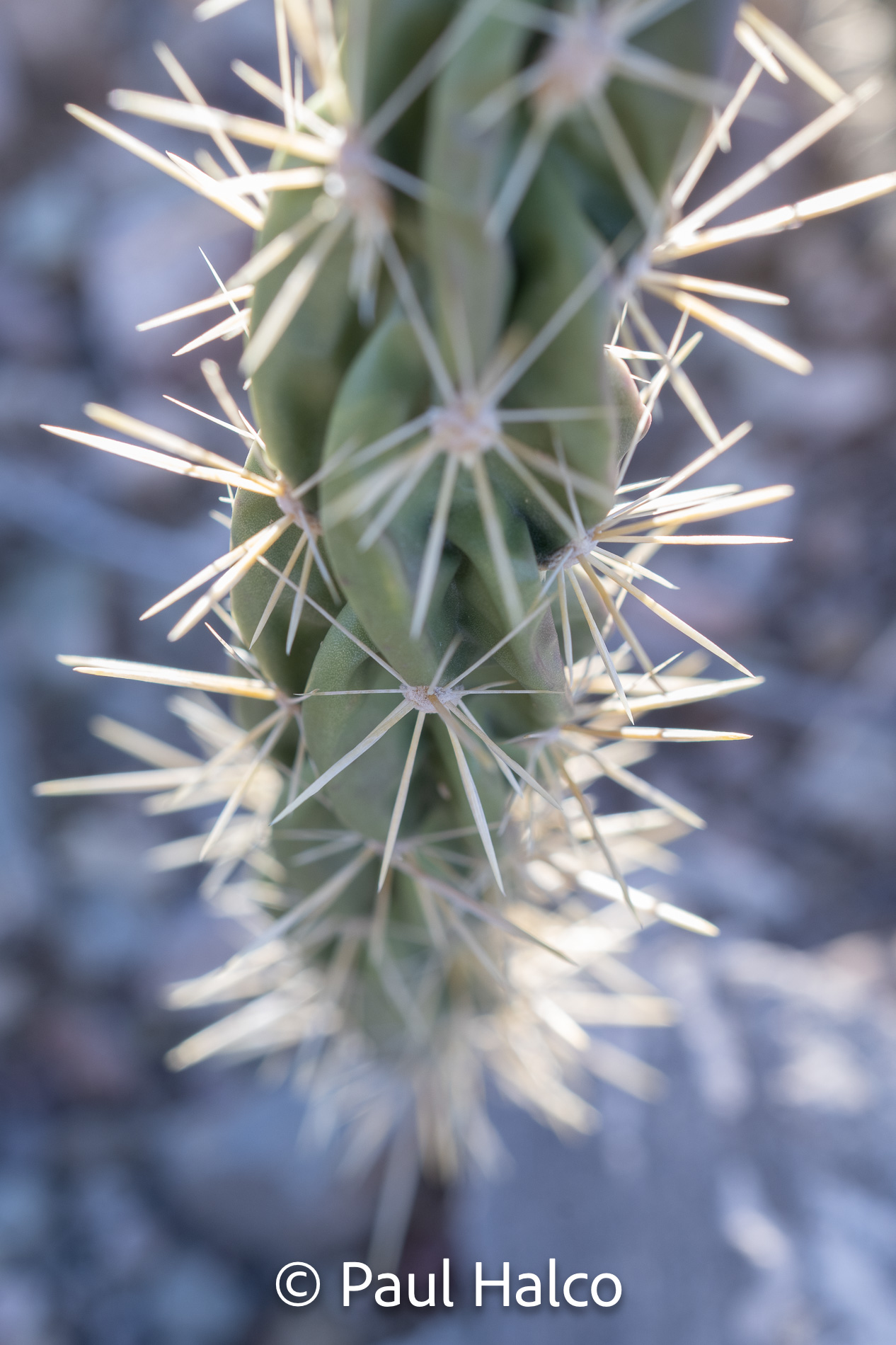 Paul Halco - Big Bend NP-20